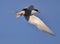 Breeding Arctic Tern in New Zealand