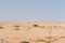 Breeding area for the Damara Tern in the Namib Desert