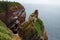 Breeding Birds in the Cliffs of Helgoland