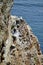 Breeding Birds in the Cliffs of Helgoland