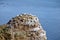 Breeding Birds in the Cliffs of Helgoland