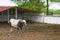 Breeding black and white bull on the farm. Tribal bull in the ca