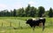 Breeding black and white Holstein bull standing in the field