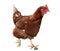 Breeding breed of brown domestic hens. Background over white.