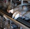 Breeding broiler chickens and chickens, broiler chickens sit behind bars in the hut, poultry house, chuck