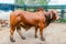 breeding bull of red Brahman breed