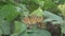 Breeding Butterflies in the Garden.