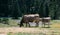 a breeding calf close to its cow mother are pasturing grass in a plain of a farm far from the herd. The breeding cow is looking at