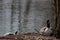 Breeding canada goose on its nest with eggs beside a sunbathing turtle on a little island in a park in spring show coexistance