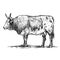 Breeding cattle. American bull. vector sketch on white background