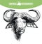 Breeding cattle. head of a Afrikan Buffalo. vector sketch on white background