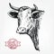 Breeding cattle. head of a Texas longhorn. vector sketch on white background