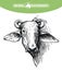 Breeding cattle. head of a water Buffalo. vector sketch on white background