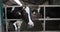 breeding cattle, portrait of funny black and white cow with tags in the ears and a collar looking at the camera while