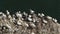 A breeding colony of magnificent Gannet, Morus bassanus, nesting on Bempton cliffs, in Yorkshire UK.
