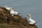 A breeding colony of magnificent Gannet, Morus bassanus, nesting on cliffs at Bempton Cliffs, Yorkshire.