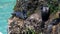 Breeding colony of pelagic cormorants on a cliff at olympic np