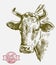 Breeding cow. grazing cattle. animal husbandry. livestock. illustration on a grey background