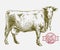 Breeding cow. grazing cattle. animal husbandry. livestock. illustration on a grey background