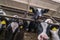 Breeding cows in free animal husbandry. Cowshed. Livestock cow farm. Herd of black white cows are looking at the camera with