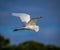 Breeding egret flies over pond in Florida