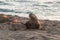 Breeding Elephant Seals on the Beach