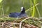 Breeding Eurasian Coot