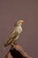 Breeding Female Red-Billed Quelea perched on rock