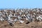 Breeding Gannet colony at Cape Kidnappers New Zealand