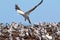 Breeding Gannet colony at Cape Kidnappers New Zealand