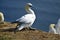 Breeding Gannets in Helgoland