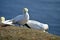 Breeding Gannets in Helgoland