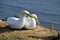 Breeding Gannets in Helgoland