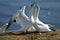 Breeding Gannets in Helgoland