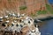 Breeding Gannets in Helgoland