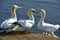 Breeding Gannets in Helgoland