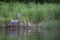 Breeding Great Blue Heron - Presqu\'ile Provincial Park