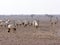 Breeding group Arabian Oryx, Oryx leucoryx, Al Wusta Wildlife Reserve, Oman