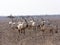 Breeding group Arabian Oryx, Oryx leucoryx, Al Wusta Wildlife Reserve, Oman