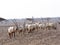 Breeding group Arabian Oryx, Oryx leucoryx, Al Wusta Wildlife Reserve, Oman