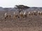 Breeding group Arabian Oryx, Oryx leucoryx, Al Wusta Wildlife Reserve, Oman