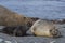 Breeding group of Southern Elephant Seal