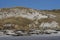 Breeding group of Southern Elephant Seal