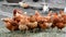 Breeding hens in poultry house