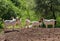 Breeding herd of Boerbok goat ewes.