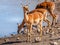 A breeding herd of female black-faced impala looking alert and drinking at a waterhole, Onguma Game Reserve, Namibia.