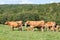 Breeding herd of Limousin beef cows with calves