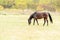 Breeding Horses grazing grass in a field