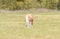 Breeding Horses grazing grass in a field