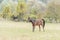 Breeding Horses grazing grass in a field